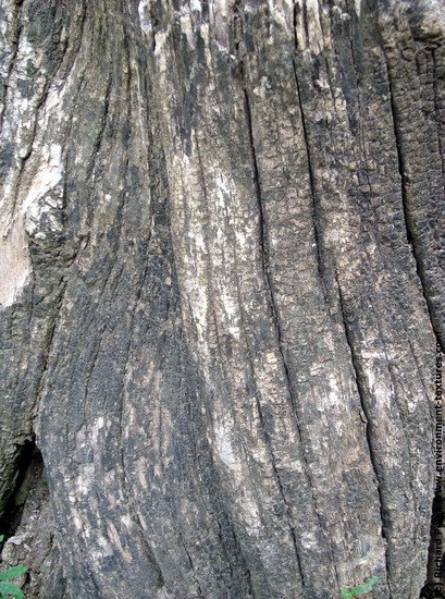 Tree Bark