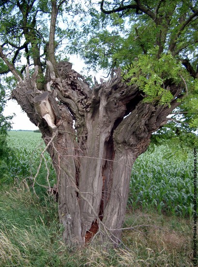 Tree Bark