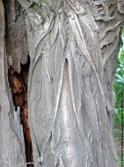 Tree Bark