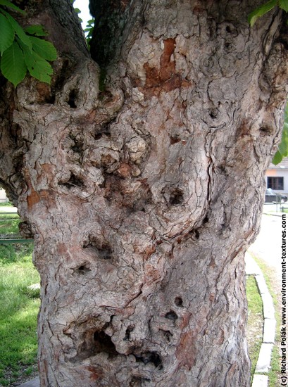 Tree Bark