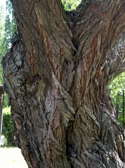 Tree Bark