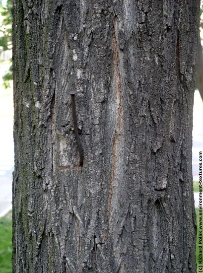 Tree Bark