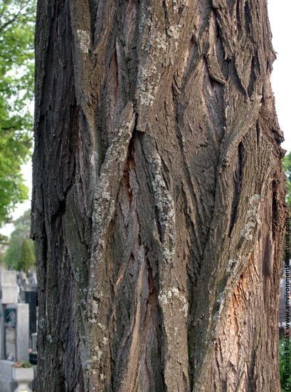 Tree Bark