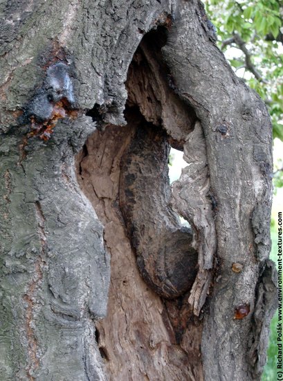 Tree Bark