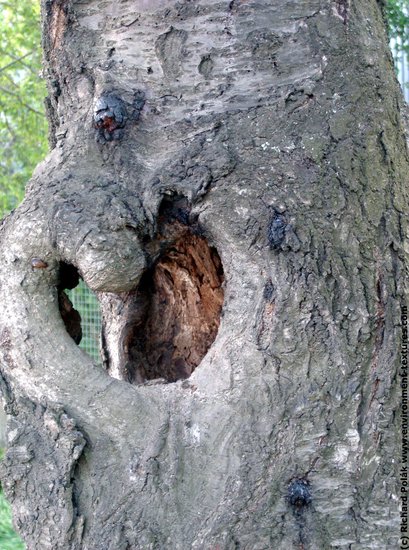 Tree Bark