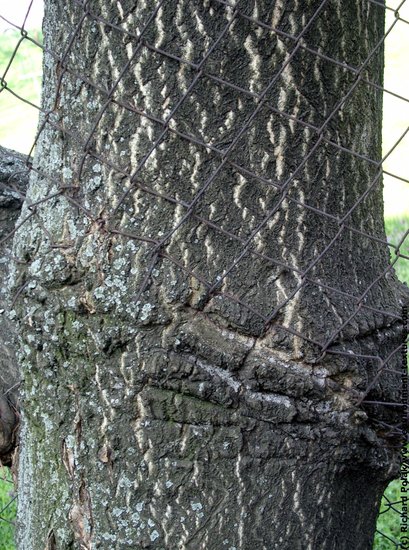 Tree Bark