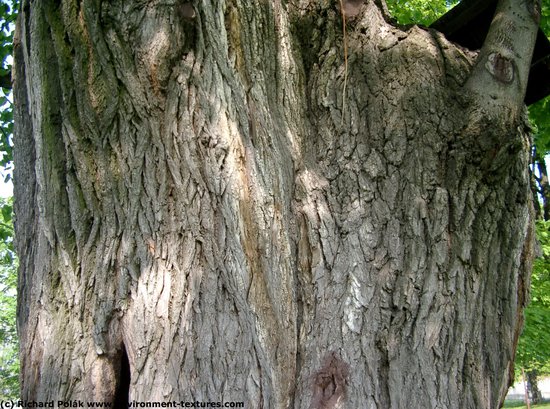 Tree Bark