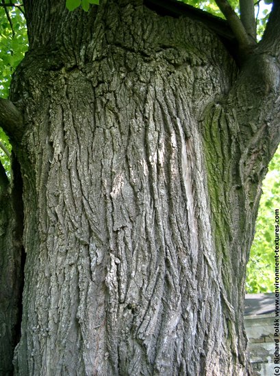 Tree Bark