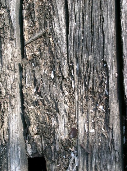 Tree Bark