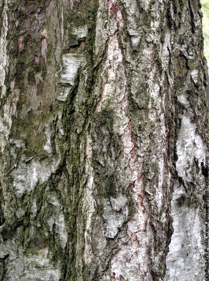 Tree Bark