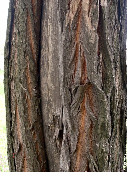 Tree Bark