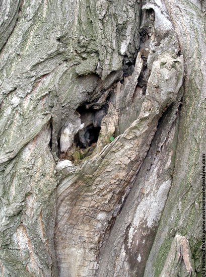 Tree Bark