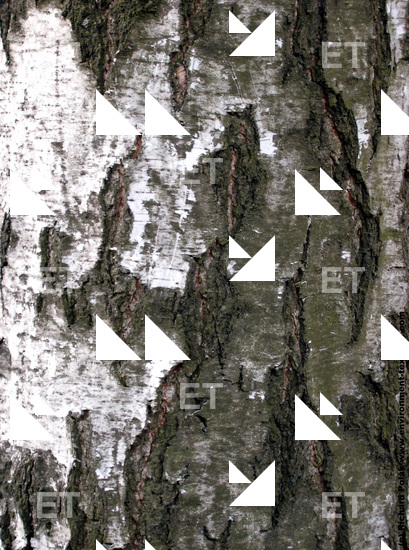 Tree Bark