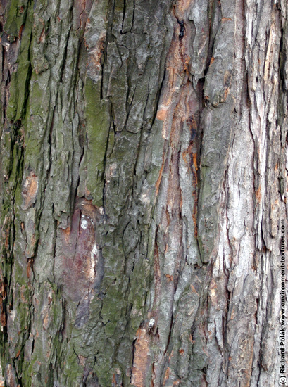 Tree Bark