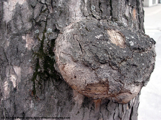 Tree Bark