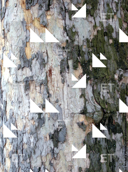 Tree Bark