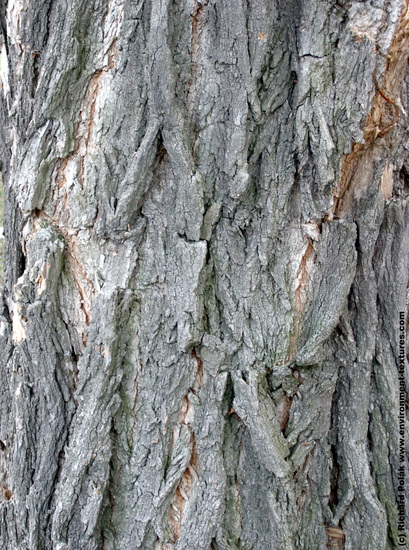 Tree Bark