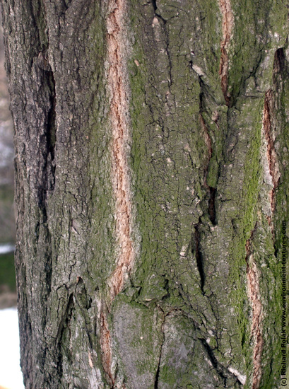 Tree Bark