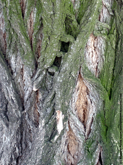 Tree Bark