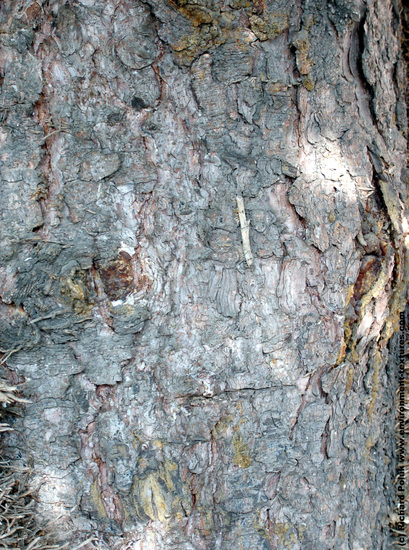 Tree Bark