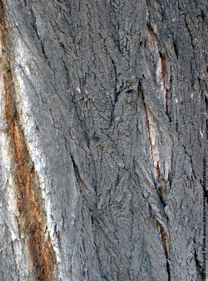 Tree Bark