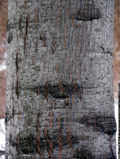 Tree Bark