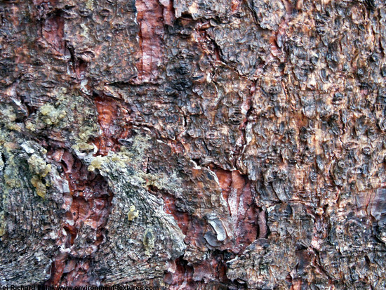 Tree Bark