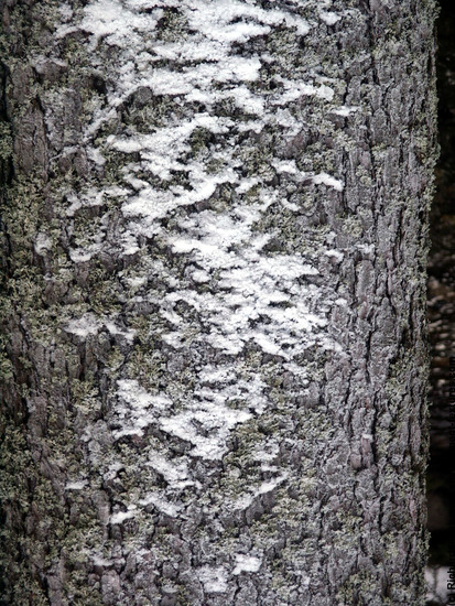 Tree Bark