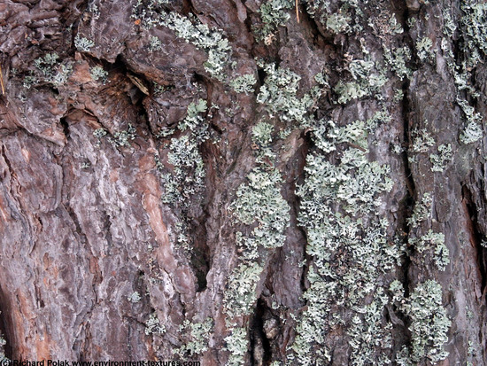 Tree Bark