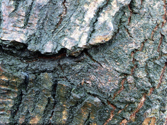 Tree Bark