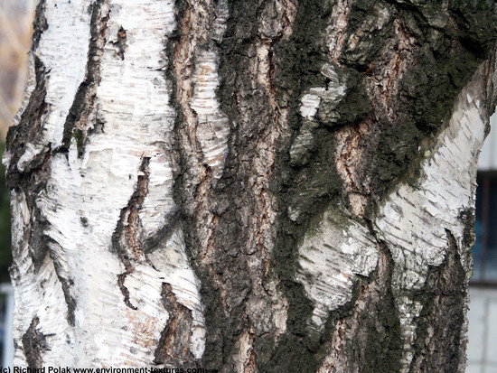 Tree Bark