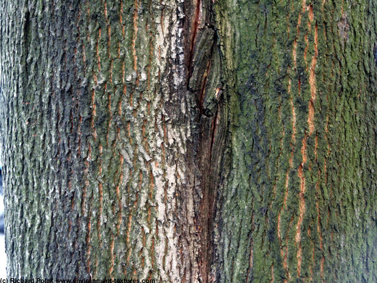 Tree Bark