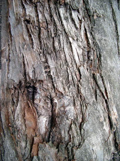 Tree Bark