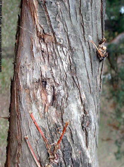 Tree Bark