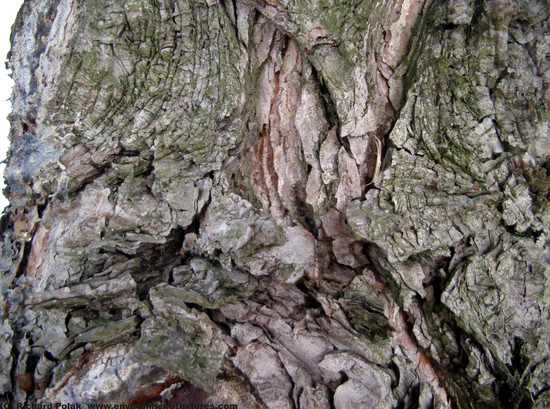 Tree Bark