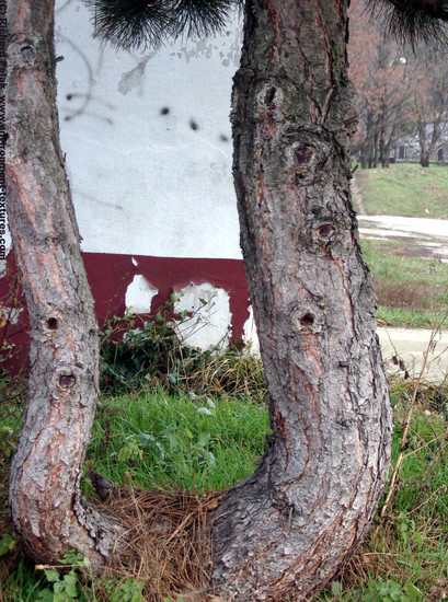 Tree Bark