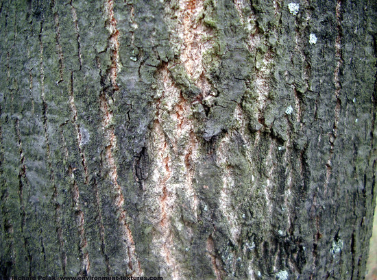 Tree Bark