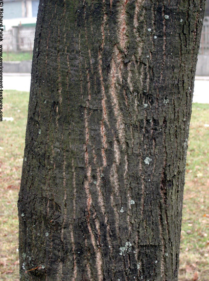 Tree Bark