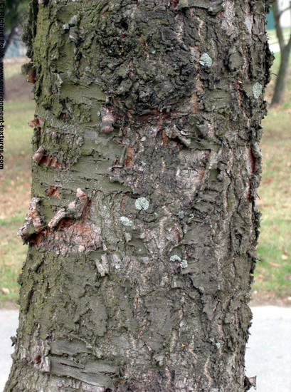 Tree Bark