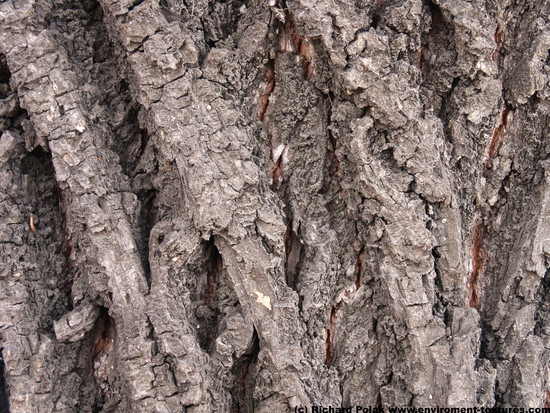 Tree Bark