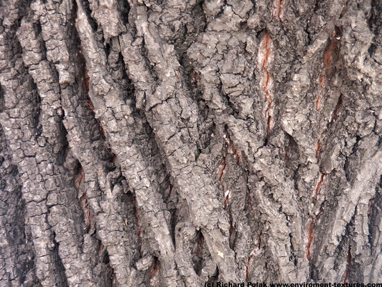 Tree Bark