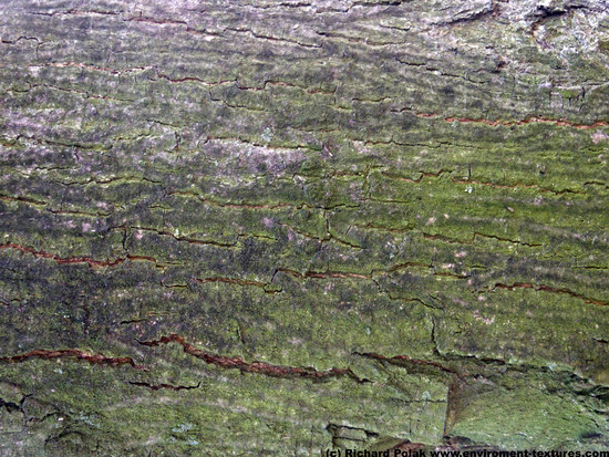 Tree Bark