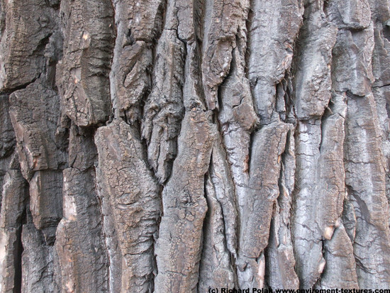 Tree Bark