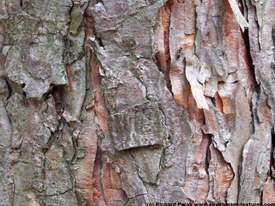 Tree Bark