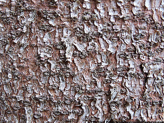 Tree Bark