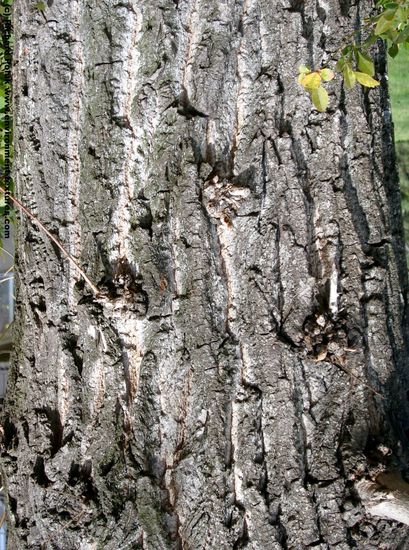 Tree Bark