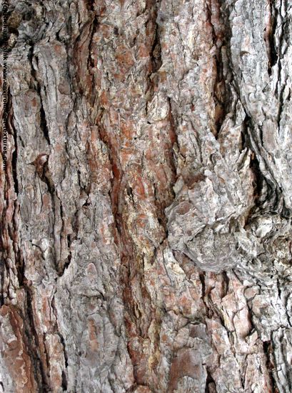 Tree Bark