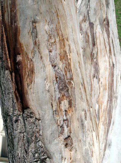 Tree Bark