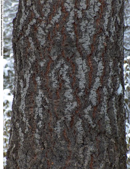 Tree Bark