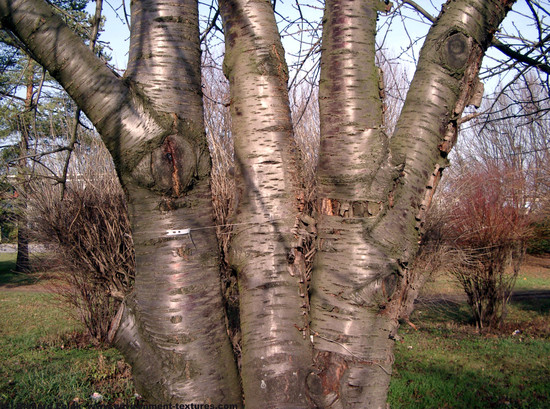 Tree Bark